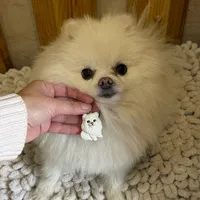 Улюбленець “Pomeranian” - Замшева мотузка, Полімерна глина - арт. LE-1765374281137 - Le'Perle - мініатюра 2